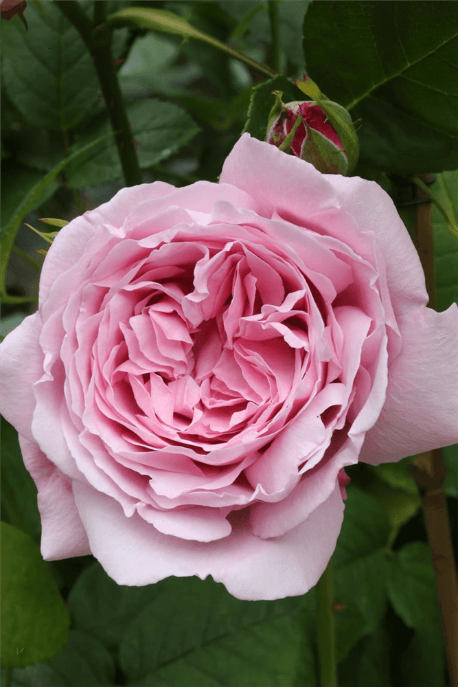 Rosa 'Mary Ann'® - Gartenglueck und Bluetenkunst - DerGartenMarkt.de - Pflanzen > Gartenpflanzen > Rosen - DerGartenmarkt.de shop.dergartenmarkt.de