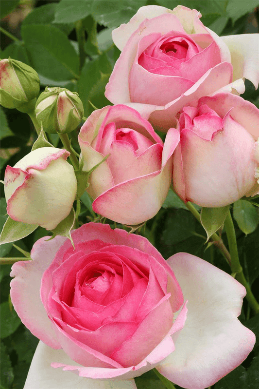 Rosa 'Mini Eden Rose'® - Gartenglueck und Bluetenkunst - DerGartenMarkt.de - Pflanzen > Gartenpflanzen > Rosen > Kletterrosen - DerGartenmarkt.de shop.dergartenmarkt.de