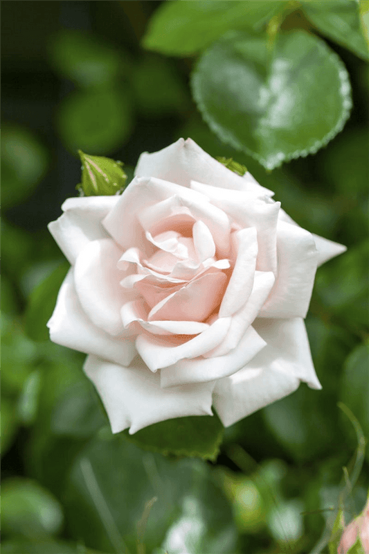 Rosa 'New Dawn'® - Gartenglueck und Bluetenkunst - DerGartenMarkt.de - Pflanzen > Gartenpflanzen > Rosen > Kletterrosen - DerGartenmarkt.de shop.dergartenmarkt.de