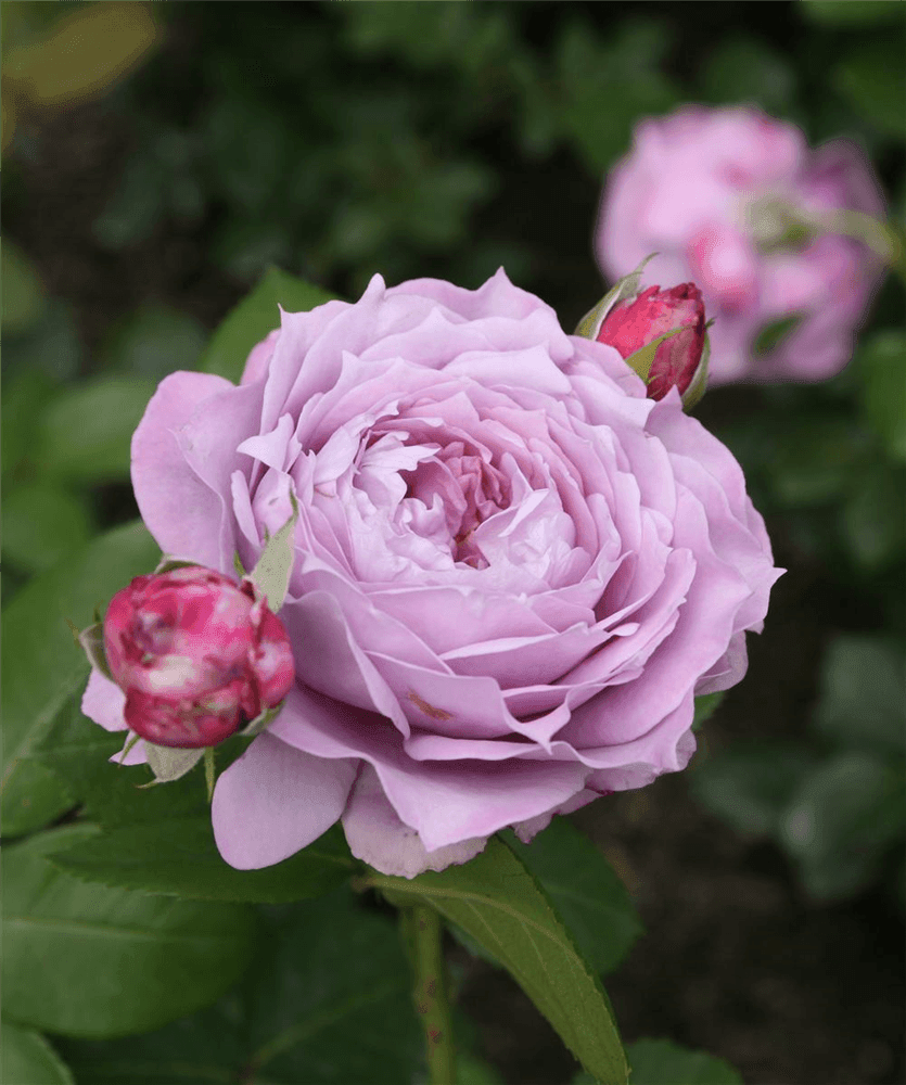 Rosa 'Novalis'® - Gartenglueck und Bluetenkunst - DerGartenMarkt.de - Pflanzen > Gartenpflanzen > Rosen - DerGartenmarkt.de shop.dergartenmarkt.de
