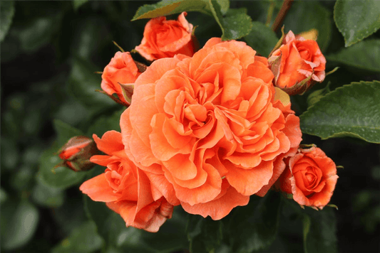 Rosa 'Orangerie'® - Gartenglueck und Bluetenkunst - DerGartenMarkt.de - Pflanzen > Gartenpflanzen > Rosen - DerGartenmarkt.de shop.dergartenmarkt.de