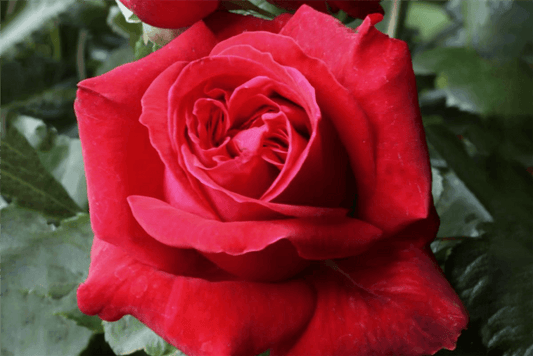 Rosa 'Red Flame'® - Gartenglueck und Bluetenkunst - DerGartenMarkt.de - Pflanzen > Gartenpflanzen > Rosen > Kletterrosen - DerGartenmarkt.de shop.dergartenmarkt.de