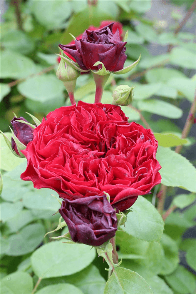 Rosa 'Red Leonardo da Vinci'® - Gartenglueck und Bluetenkunst - DerGartenMarkt.de - Pflanzen > Gartenpflanzen > Rosen - DerGartenmarkt.de shop.dergartenmarkt.de