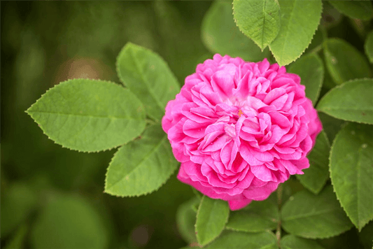 Rosa 'Rose de Resht'® - Gartenglueck und Bluetenkunst - DerGartenMarkt.de - Pflanzen > Gartenpflanzen > Rosen - DerGartenmarkt.de shop.dergartenmarkt.de