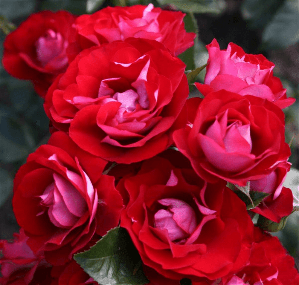 Rosa 'Rose der Einheit'® - Gartenglueck und Bluetenkunst - DerGartenMarkt.de - Pflanzen > Gartenpflanzen > Rosen - DerGartenmarkt.de shop.dergartenmarkt.de