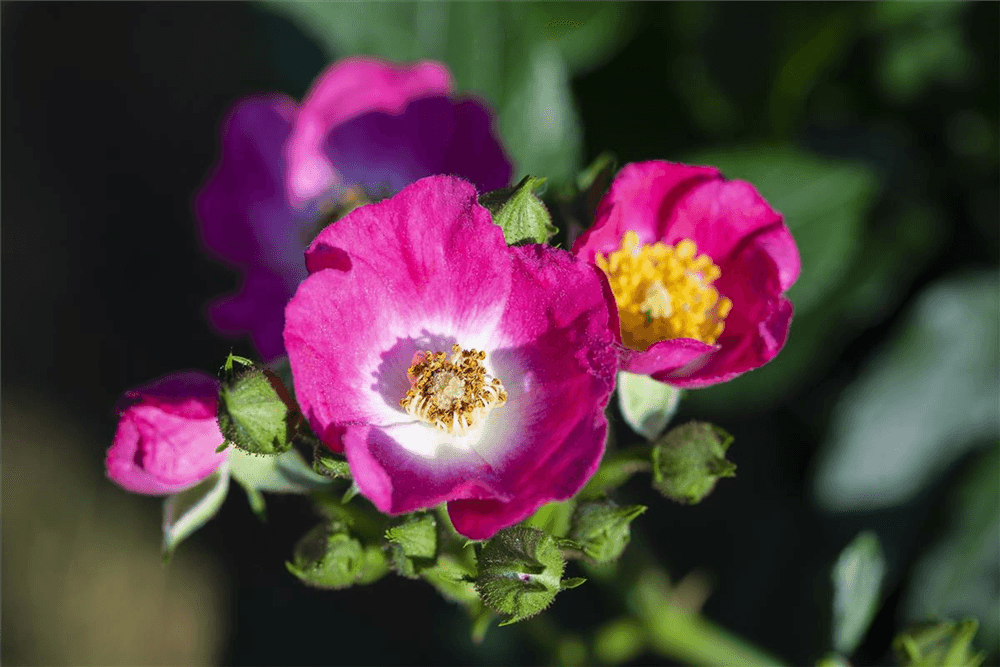 Rosa 'Rosy Boom® Mini' - Gartenglueck und Bluetenkunst - DerGartenMarkt.de - Pflanzen > Gartenpflanzen > Rosen > Zwergrosen - DerGartenmarkt.de shop.dergartenmarkt.de