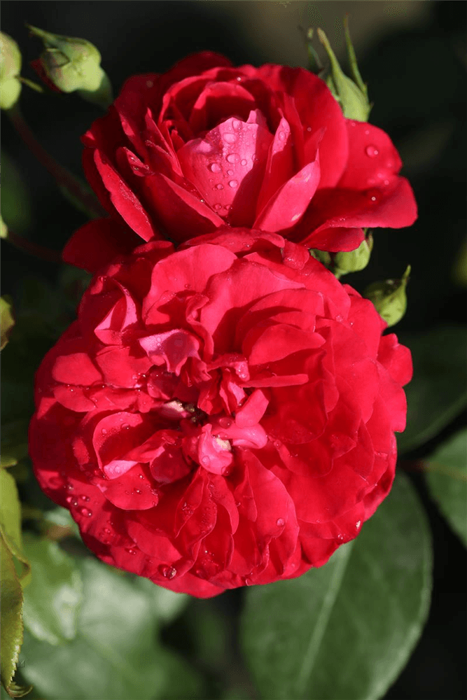 Rosa 'Rouge Meilove'® - Gartenglueck und Bluetenkunst - DerGartenMarkt.de - Pflanzen > Gartenpflanzen > Rosen - DerGartenmarkt.de shop.dergartenmarkt.de