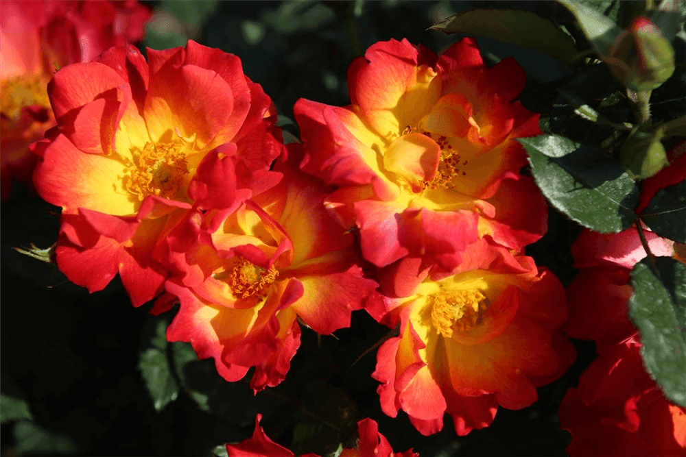 Rosa 'Summer of Love' ® - Gartenglueck und Bluetenkunst - DerGartenMarkt.de - Pflanzen > Gartenpflanzen > Rosen - DerGartenmarkt.de shop.dergartenmarkt.de