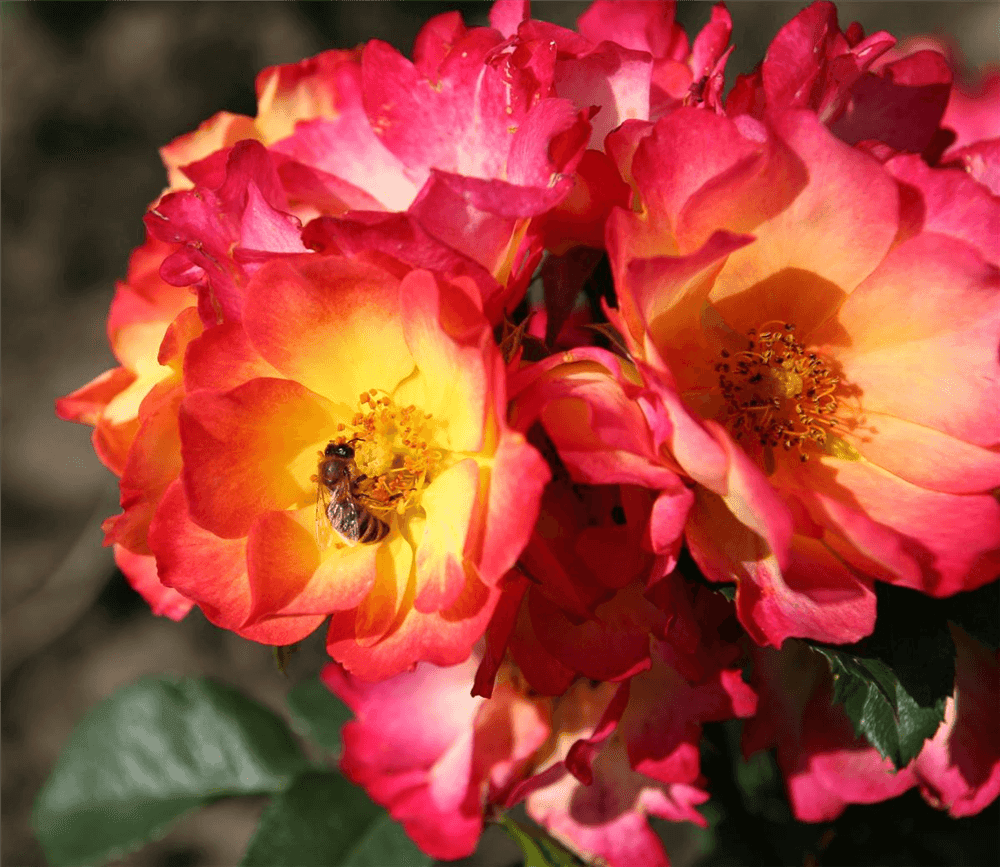 Rosa 'Summer of Love' ® - Gartenglueck und Bluetenkunst - DerGartenMarkt.de - Pflanzen > Gartenpflanzen > Rosen - DerGartenmarkt.de shop.dergartenmarkt.de