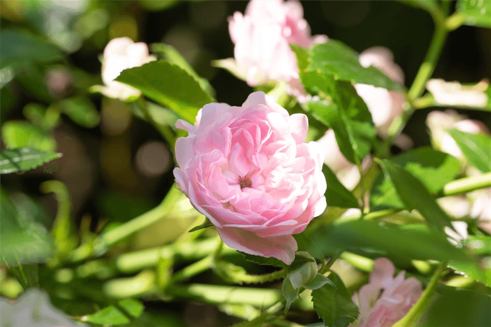 Rosa 'The Fairy'® - Gartenglueck und Bluetenkunst - DerGartenMarkt.de - Pflanzen > Gartenpflanzen > Rosen - DerGartenmarkt.de shop.dergartenmarkt.de