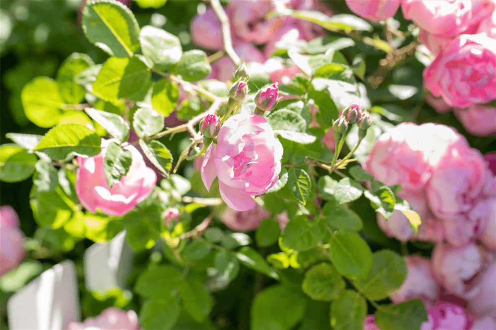 Rosa 'The Fairy'® - Gartenglueck und Bluetenkunst - DerGartenMarkt.de - Pflanzen > Gartenpflanzen > Rosen - DerGartenmarkt.de shop.dergartenmarkt.de