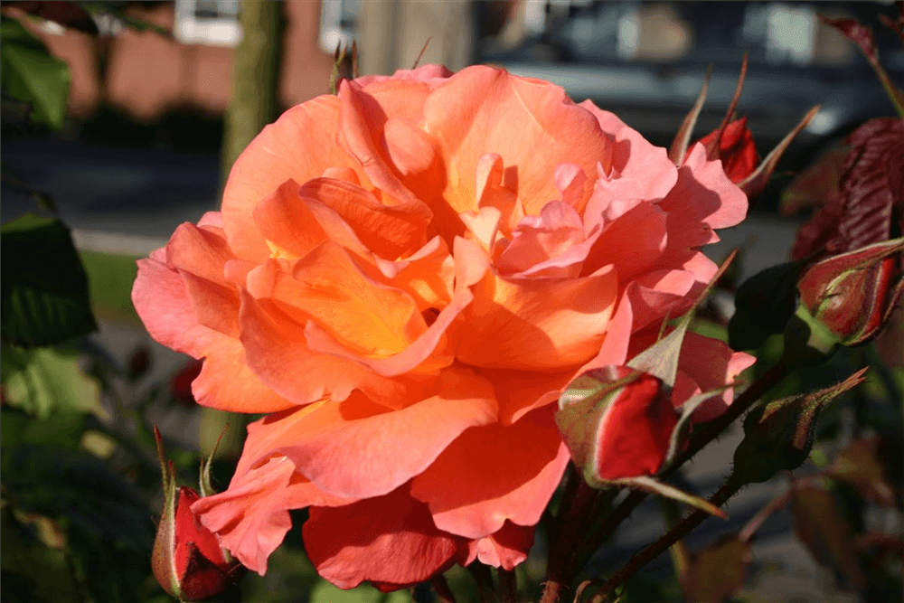 Rosa 'Westerland'® - Gartenglueck und Bluetenkunst - DerGartenMarkt.de - Pflanzen > Gartenpflanzen > Rosen - DerGartenmarkt.de shop.dergartenmarkt.de