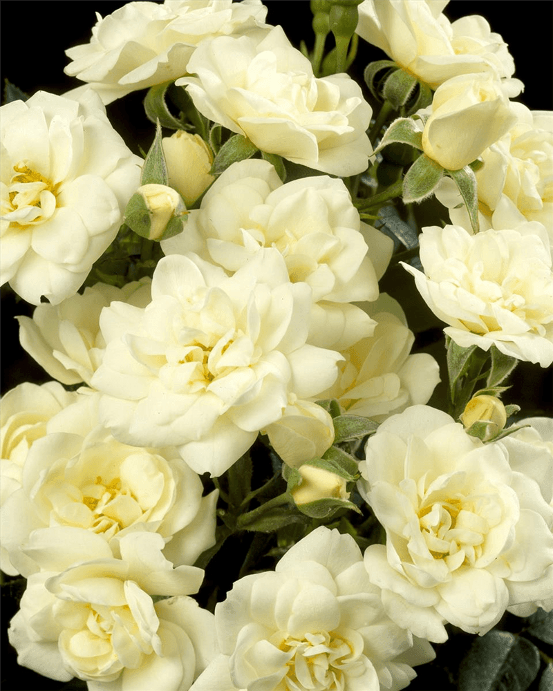 Rosa 'White Cover'® - Gartenglueck und Bluetenkunst - DerGartenMarkt.de - Pflanzen > Gartenpflanzen > Rosen - DerGartenmarkt.de shop.dergartenmarkt.de
