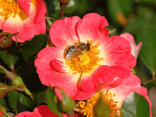 Rose 'Bienenweide® Bicolor' - Gartenglueck und Bluetenkunst - DerGartenMarkt.de - Pflanzen > Gartenpflanzen > Rosen - DerGartenmarkt.de shop.dergartenmarkt.de