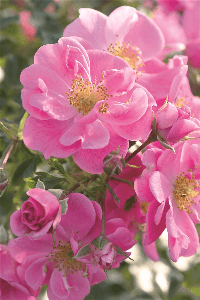 Rose 'Bienenweide® Rosa' - Gartenglueck und Bluetenkunst - DerGartenMarkt.de - Pflanzen > Gartenpflanzen > Rosen - DerGartenmarkt.de shop.dergartenmarkt.de