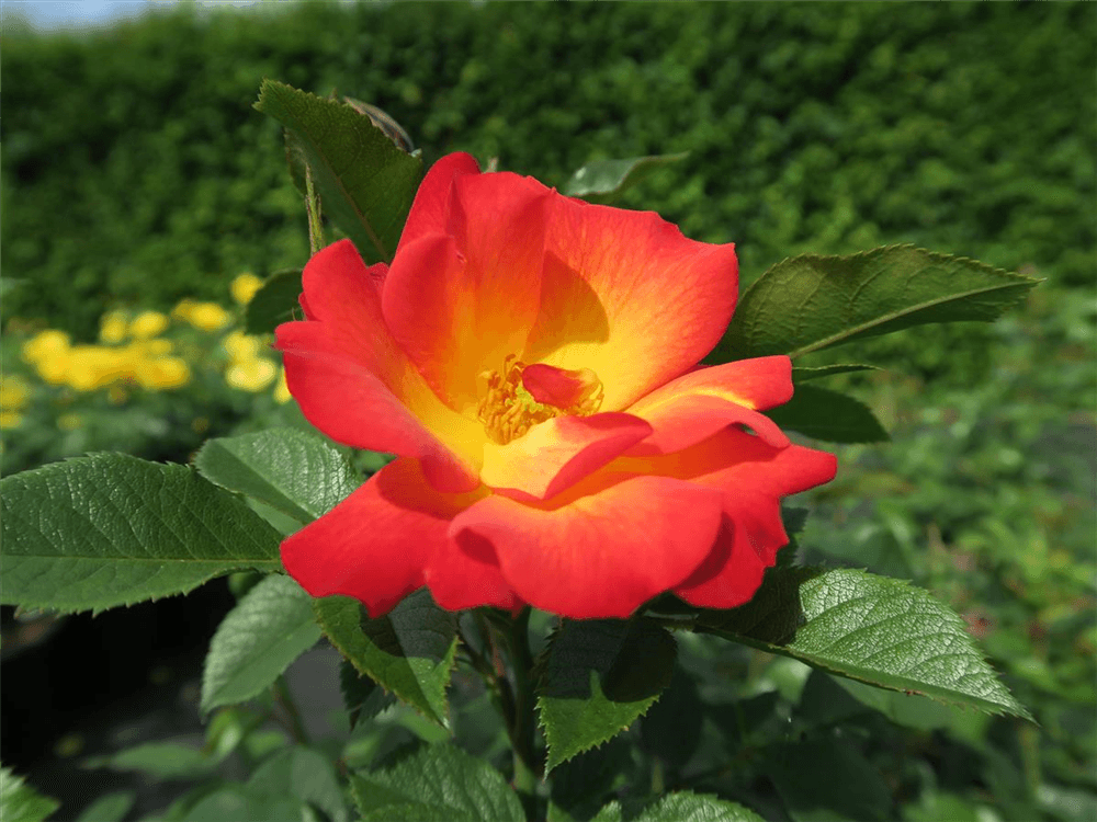 Rose 'Summer of Love'® - Gartenglueck und Bluetenkunst - DerGartenMarkt.de - Pflanzen > Gartenpflanzen > Rosen > Beetrosen - DerGartenmarkt.de shop.dergartenmarkt.de