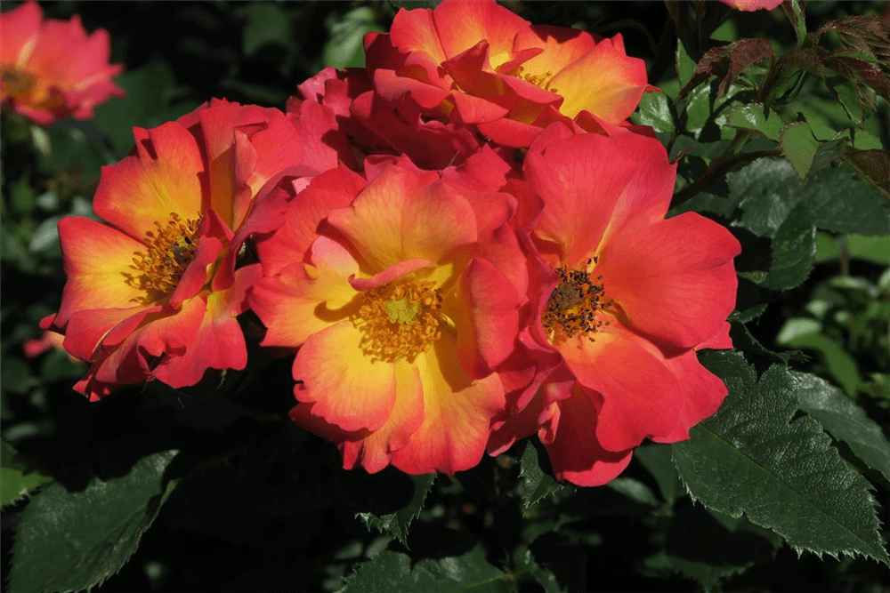 Rose 'Summer of Love'® - Gartenglueck und Bluetenkunst - DerGartenMarkt.de - Pflanzen > Gartenpflanzen > Rosen > Beetrosen - DerGartenmarkt.de shop.dergartenmarkt.de