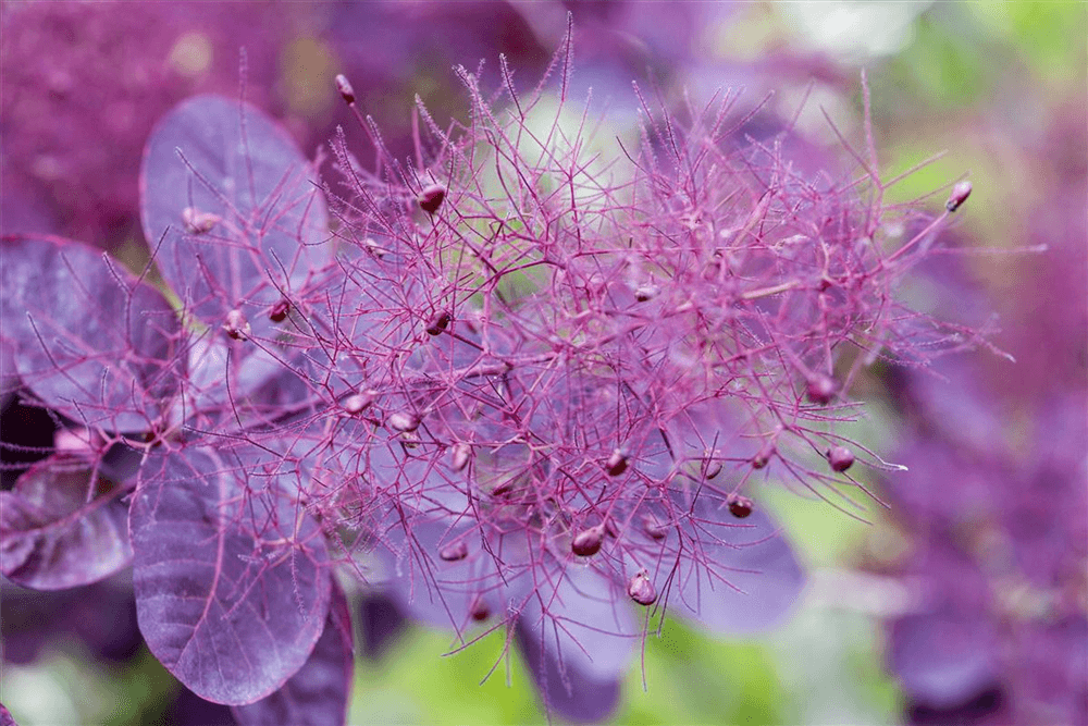 Roter Perückenstrauch 'Royal Purple' - Gartenglueck und Bluetenkunst - DerGartenMarkt.de - Pflanzen > Gartenpflanzen > Laubgehölze - DerGartenmarkt.de shop.dergartenmarkt.de