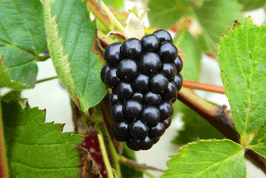 Rubus fruticosus 'Navaho Summerlong'® - Gartenglueck und Bluetenkunst - DerGartenMarkt.de - Obst > Beerenobst > Brombeeren - DerGartenmarkt.de shop.dergartenmarkt.de