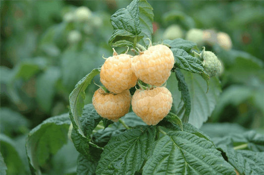 Rubus idaeus 'Golden Queen' CAC - Gartenglueck und Bluetenkunst - DerGartenMarkt.de - Obst > Beerenobst > Himbeeren - DerGartenmarkt.de shop.dergartenmarkt.de