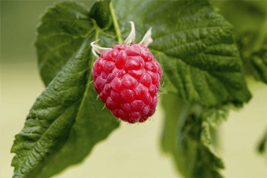 Rubus idaeus 'Preussen' - Gartenglueck und Bluetenkunst - DerGartenMarkt.de - Obst > Beerenobst > Himbeeren - DerGartenmarkt.de shop.dergartenmarkt.de