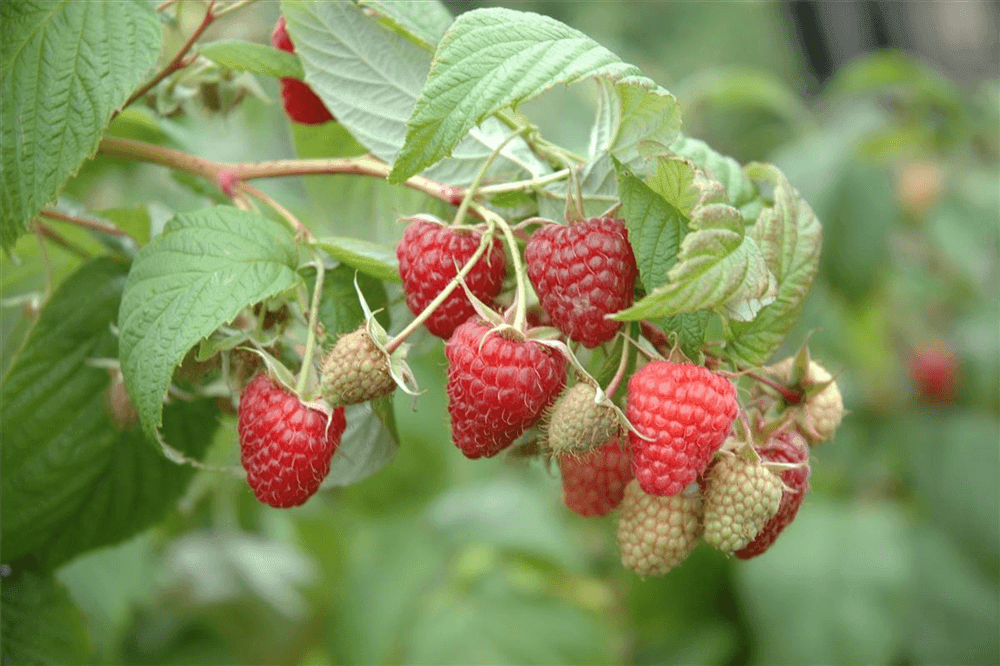 Rubus idaeus 'Summer Chef'® Fruchtbengel - Gartenglueck und Bluetenkunst - DerGartenMarkt.de - Obst > Beerenobst > Himbeeren - DerGartenmarkt.de shop.dergartenmarkt.de