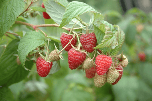 Rubus idaeus 'Summer Chef'® Fruchtbengel - Gartenglueck und Bluetenkunst - DerGartenMarkt.de - Obst > Beerenobst > Himbeeren - DerGartenmarkt.de shop.dergartenmarkt.de