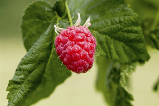 Rubus idaeus 'Tulameen'(S) CAC - Gartenglueck und Bluetenkunst - DerGartenMarkt.de - Obst > Beerenobst > Himbeeren - DerGartenmarkt.de shop.dergartenmarkt.de