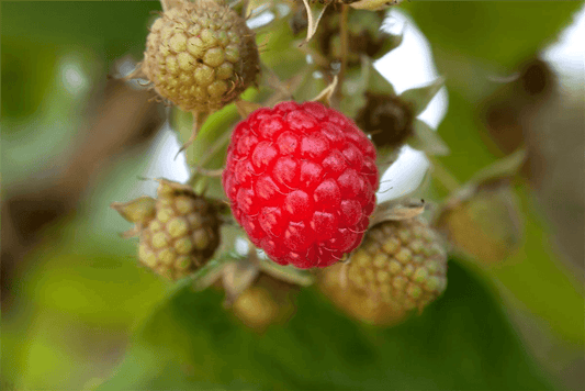 Rubus idaeus 'Willamette' - Gartenglueck und Bluetenkunst - DerGartenMarkt.de - Obst > Beerenobst > Himbeeren - DerGartenmarkt.de shop.dergartenmarkt.de