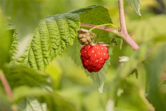 Rubus idaeus 'ZEFA Herbsternte' CAC - Gartenglueck und Bluetenkunst - DerGartenMarkt.de - Obst > Beerenobst > Himbeeren - DerGartenmarkt.de shop.dergartenmarkt.de