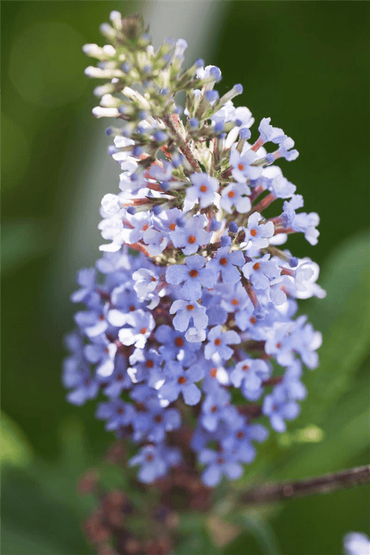 Schmetterlingsfieder BUZZ™ 'Sky Blue'® - Gartenglueck und Bluetenkunst - DerGartenMarkt.de - Pflanzen > Gartenpflanzen > Laubgehölze - DerGartenmarkt.de shop.dergartenmarkt.de
