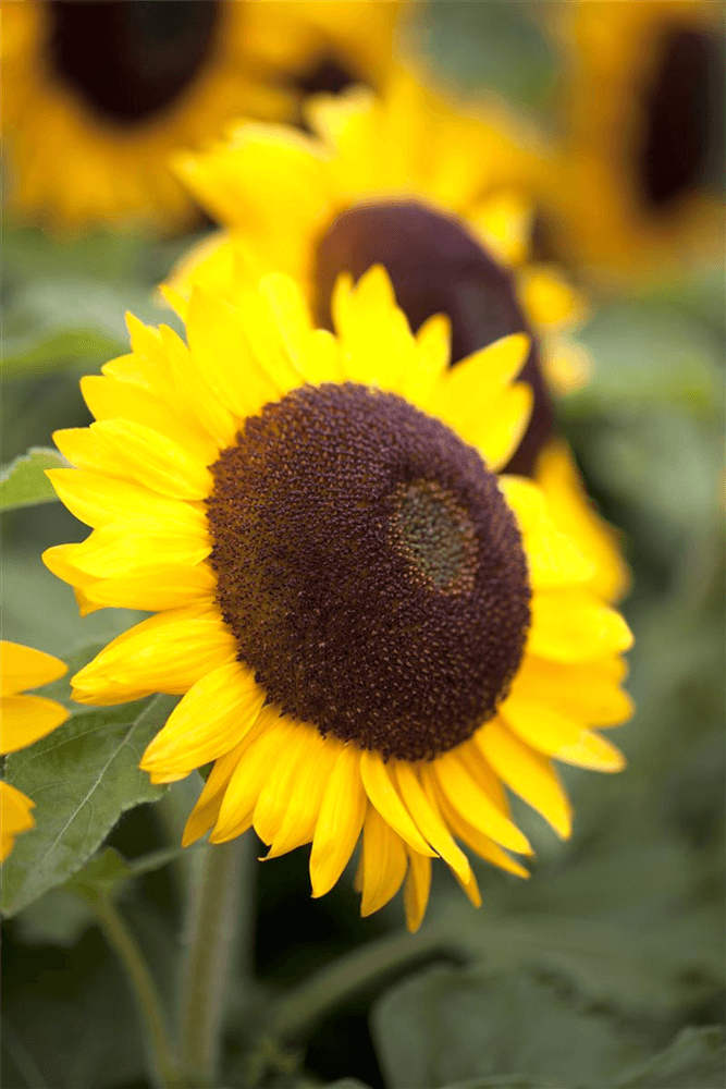 Sonnenblume 'Big Smile' - Sperli - Pflanzen > Saatgut > Blumensamen - DerGartenmarkt.de shop.dergartenmarkt.de