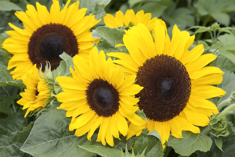 Sonnenblume 'Majestic Mix' - Kiepenkerl - Pflanzen > Saatgut > Blumensamen - DerGartenmarkt.de shop.dergartenmarkt.de