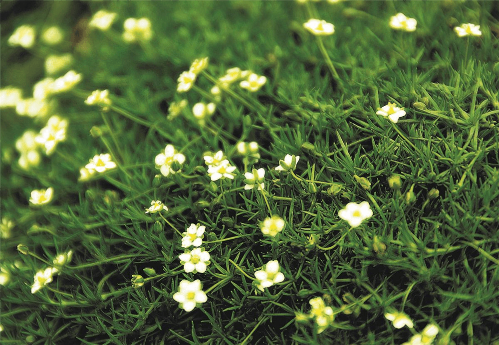 Sternmoos 'Irish Moss' - Blumen Eber - Pflanzen > Gartenpflanzen > Stauden - DerGartenmarkt.de shop.dergartenmarkt.de