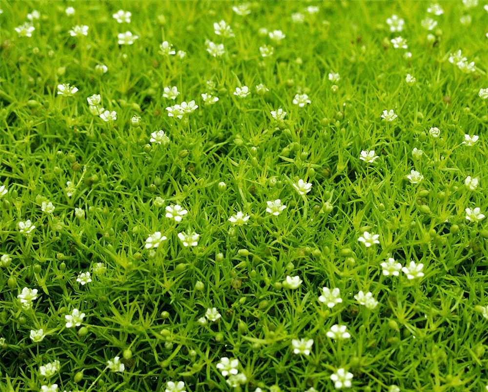 Sternmoos 'Scotch Moss' - Blumen Eber - Pflanzen > Gartenpflanzen > Stauden - DerGartenmarkt.de shop.dergartenmarkt.de