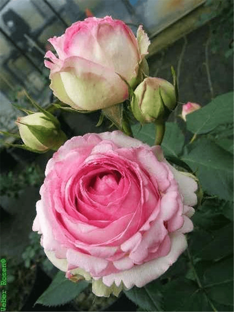 Strauchrose 'Eden Rose 85'® - Gartenglueck und Bluetenkunst - DerGartenMarkt.de - Pflanzen > Gartenpflanzen > Rosen > Kletterrosen - DerGartenmarkt.de shop.dergartenmarkt.de