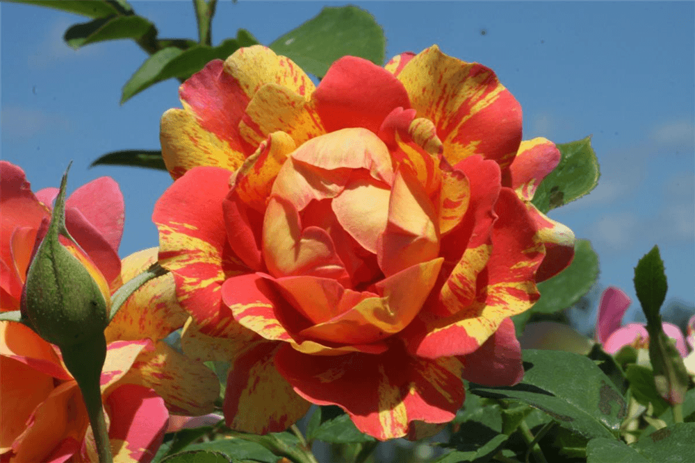 Strauchrose 'Rose des Cisterciens'® - Gartenglueck und Bluetenkunst - DerGartenMarkt.de - Pflanzen > Gartenpflanzen > Rosen > Edelrosen - DerGartenmarkt.de shop.dergartenmarkt.de