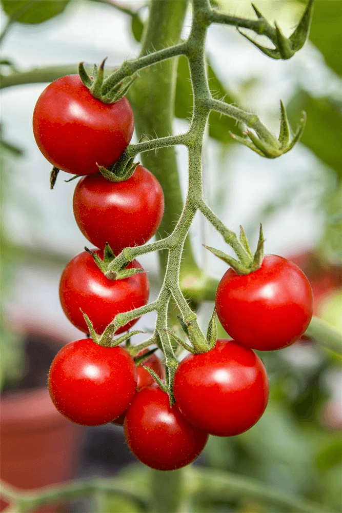 Tomate 'Gourmelito' - Sperli - Pflanzen > Saatgut > Gemüsesamen > Tomatensamen - DerGartenmarkt.de shop.dergartenmarkt.de