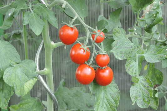 Tomate 'Picolino' - Kiepenkerl - Pflanzen > Saatgut > Gemüsesamen > Tomatensamen - DerGartenmarkt.de shop.dergartenmarkt.de