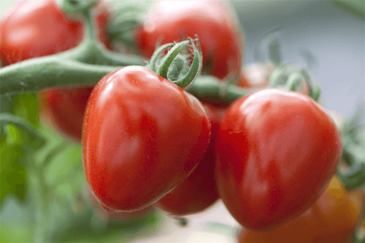 Tomatensamen 'Gardenberry' - Chrestensen - Pflanzen > Saatgut > Gemüsesamen > Tomatensamen - DerGartenmarkt.de shop.dergartenmarkt.de