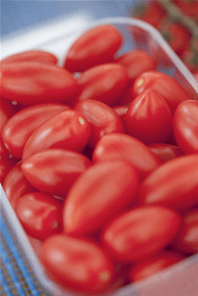 Tomatensamen 'San Marzano' - Chrestensen - Pflanzen > Saatgut > Gemüsesamen > Tomatensamen - DerGartenmarkt.de shop.dergartenmarkt.de