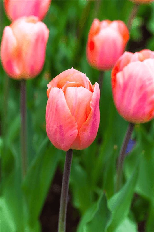 Tulpe 'Apricot Beauty' - Blumen Eber - Pflanzen > Gartenpflanzen > Stauden - DerGartenmarkt.de shop.dergartenmarkt.de