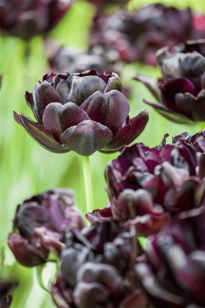 Tulpe 'Black Parrot' - 7 Blumenzwiebeln - Blumen Eber - Pflanzen > Blumenzwiebeln > Tulpen - DerGartenmarkt.de shop.dergartenmarkt.de