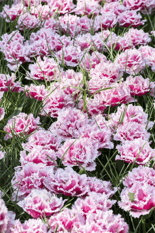 Tulpe 'Queensland' - 7 Blumenzwiebeln - Blumen Eber - Pflanzen > Blumenzwiebeln > Tulpen - DerGartenmarkt.de shop.dergartenmarkt.de