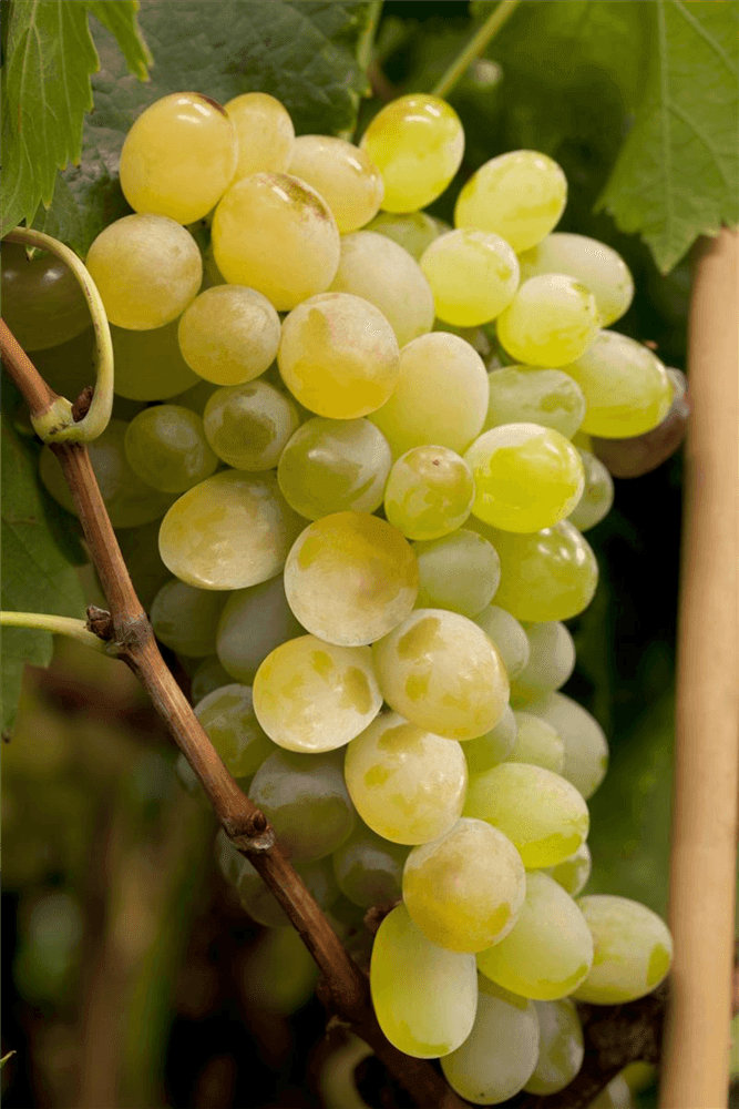 Vitis vinifera 'Himrod' - Gartenglueck und Bluetenkunst - DerGartenMarkt.de - Obst > Beerenobst > Weintrauben - DerGartenmarkt.de shop.dergartenmarkt.de