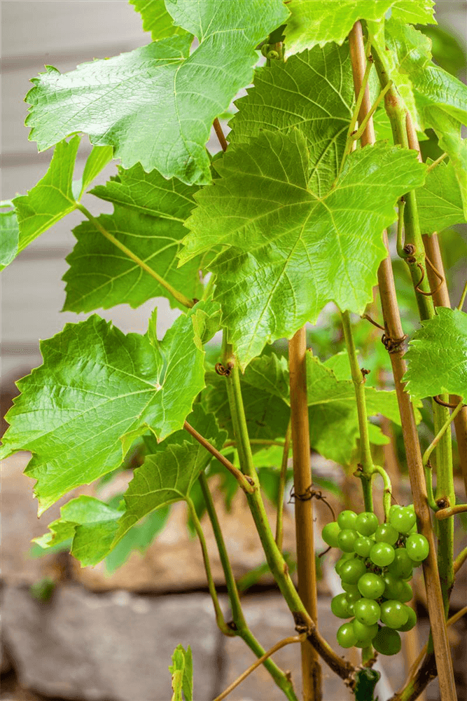 Vitis vinifera 'Lakemont'® - Gartenglueck und Bluetenkunst - DerGartenMarkt.de - Obst > Beerenobst > Weintrauben - DerGartenmarkt.de shop.dergartenmarkt.de