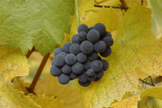 Vitis vinifera 'Muscat Bleu' - Gartenglueck und Bluetenkunst - DerGartenMarkt.de - Obst > Beerenobst > Weintrauben - DerGartenmarkt.de shop.dergartenmarkt.de