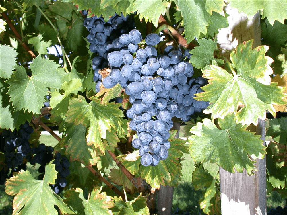Vitis vinifera 'Nero'(S) - Gartenglueck und Bluetenkunst - DerGartenMarkt.de - Obst > Beerenobst > Weintrauben - DerGartenmarkt.de shop.dergartenmarkt.de