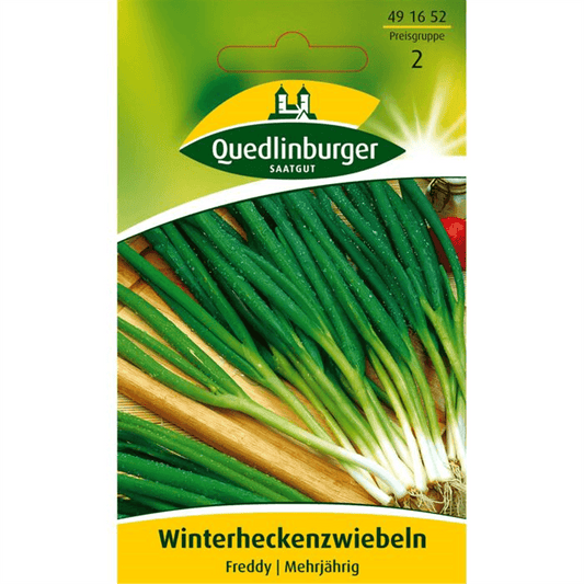 Winterheckenzwiebeln 'Freddy' - Quedlinburger Saatgut - - DerGartenmarkt.de shop.dergartenmarkt.de