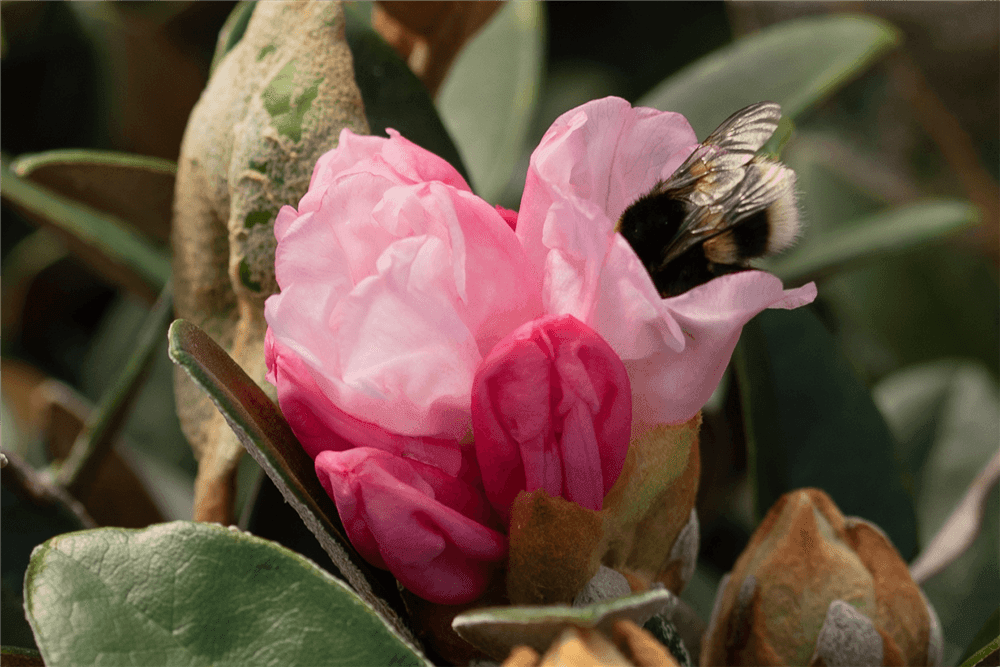Yaku-Rhododendron 'Bienenkönigin' - Gartenglueck und Bluetenkunst - DerGartenMarkt.de - Pflanzen > Gartenpflanzen > Rhododendron - DerGartenmarkt.de shop.dergartenmarkt.de